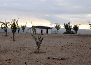 Mandacaru não dá sombra nem encosto.Mas mata a fome
