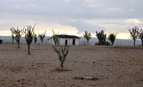 Mandacaru não dá sombra nem encosto.Mas mata a fome