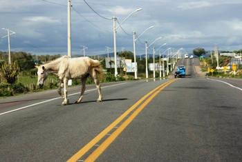 Em apenas duas semanas, Derba recolheu 120 animais em rodovias baianas