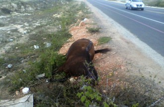 Motocilista atropela e mata cavalo em Coité e afirma que não morreu porque pulou da moto antes do choque