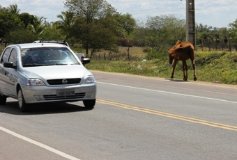 Animais continuam “deitando e rolando” na BA 120 e nenhuma providência é tomada