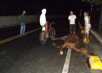 Mais um acidente envolvendo animal na pista. Desta vez no trecho Serrinha/Barrocas