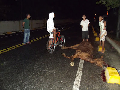 Mais um acidente envolvendo animal na pista. Desta vez no trecho Serrinha/Barrocas