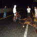 Mais um acidente envolvendo animal na pista. Desta vez no trecho Serrinha/Barrocas