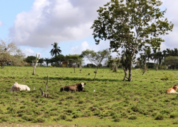 A chuva ainda é pouca, mas já mudou o cenário na região do sisal