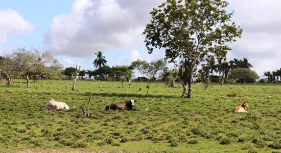 A chuva ainda é pouca, mas já mudou o cenário na região do sisal
