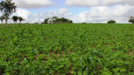 fazenda balagão.2