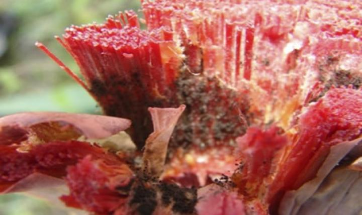 Pesquisador baiano encontra solução para a podridão vermelha do sisal