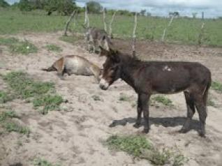 Animais capturados nas rodovias estão morrendo em fazenda na cidade de Ouriçangas