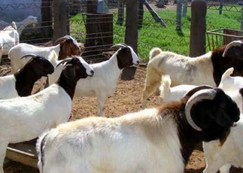 Sertão baiano reúne criadores de Caprinos e Ovinos na 33ª Expo-Uauá