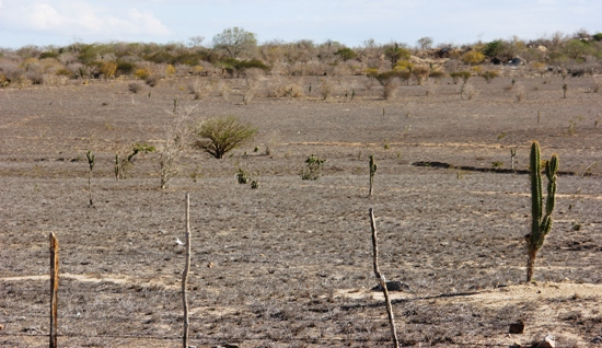 Chuva cai em boa parte da região sisaleira, mas a seca permanece castigando alguns municípios