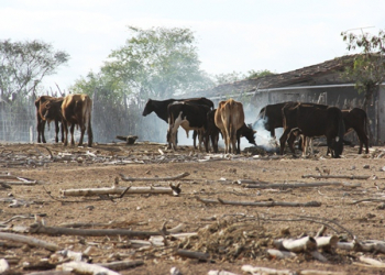 Pintadas – Seca coloca o município as margens de calamidade. Mais de dois mil animais já morreram