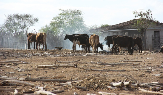 Pintadas – Seca coloca o município as margens de calamidade. Mais de dois mil animais já morreram