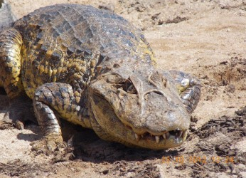 Jacobina: jacaré medindo mais de dois metros é encontrado em matagal