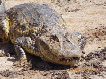 Jacobina: jacaré medindo mais de dois metros é encontrado em matagal