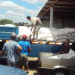 CONAB e APAEB realizam distribuição de milho