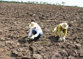 Agricultores trocam plantação de capim por palma no território do jacuípe