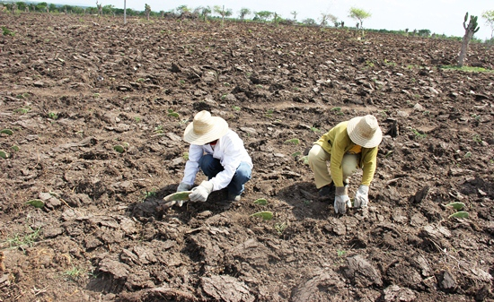 Agricultores trocam plantação de capim por palma no território do jacuípe