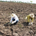 Agricultores trocam plantação de capim por palma no território do jacuípe