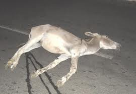 Motociclista morre depois de atropelar jumento na BA 417