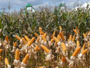 Conab retoma dia 7 entrega de lotes de milho do Programa Vendas em Balcão