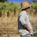 Governo autoriza repasse de mais R$ 500 milhões para agricultores atingidos pela estiagem