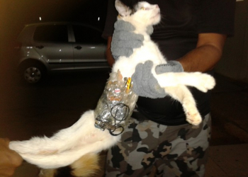 Inusitado: gato é pego em Alagoas levando serra, celular e acessórios para presídio