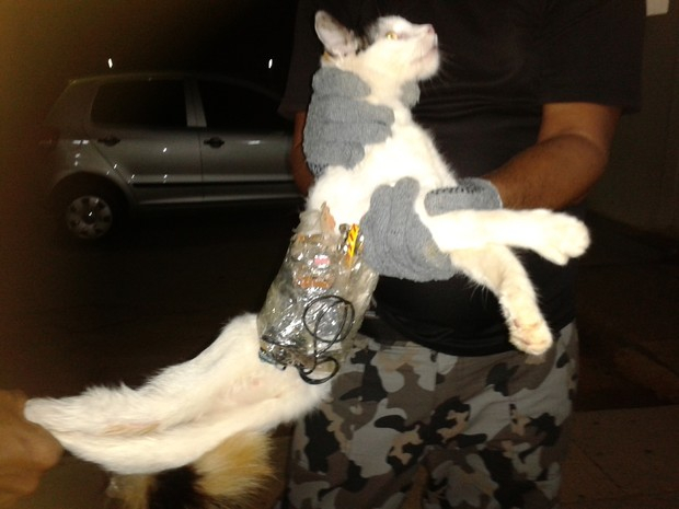 Inusitado: gato é pego em Alagoas levando serra, celular e acessórios para presídio