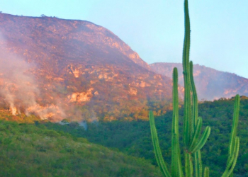 Incêndio destrói vegetação de serra de mata fechada