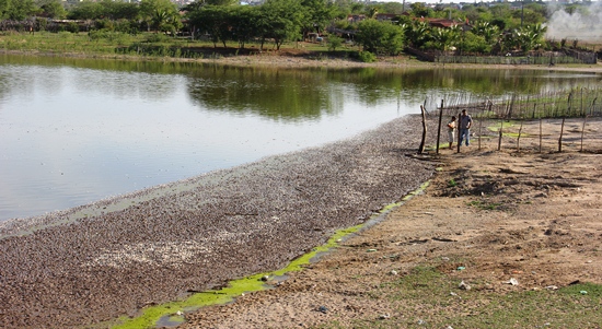morte de peixes no itarandi - foto-raimundo mascarenhas.3