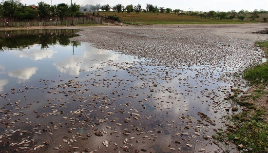 morte de peixes no itarandi - foto-raimundo mascarenhas.4