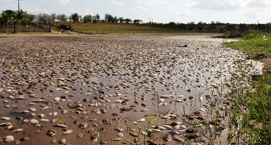 morte de peixes no itarandi - foto-raimundo mascarenhas.5