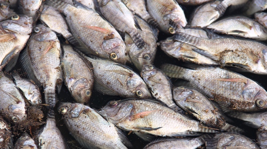 morte de peixes no itarandi - foto-raimundo mascarenhas.7