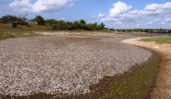 Toda essa parte da aguada coberta de peixes mortos