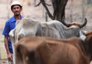 Seca provoca queda de 50% na produção de leite