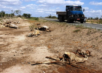 Carcaças de animas as margens das rodovias é a mostra dos efeitos da seca no território do sisal