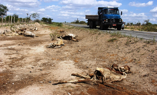 Carcaças de animas as margens das rodovias é a mostra dos efeitos da seca no território do sisal