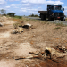 Carcaças de animas as margens das rodovias é a mostra dos efeitos da seca no território do sisal
