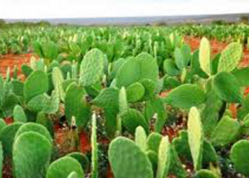 Biofábrica vai produzir 1 milhão de mudas de palmas para alimentar gado