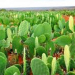 Biofábrica vai produzir 1 milhão de mudas de palmas para alimentar gado