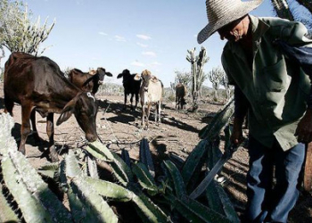Seca mantém 236 municípios em situação de emergência