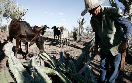 Seca mantém 236 municípios em situação de emergência