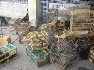 Feira de Santana: polícia apreende mais de 200 animais silvestres