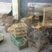 Feira de Santana: polícia apreende mais de 200 animais silvestres