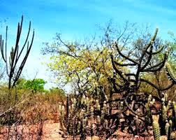 Município realiza amanhã, 26, Dia Socioambiental da Caatinga