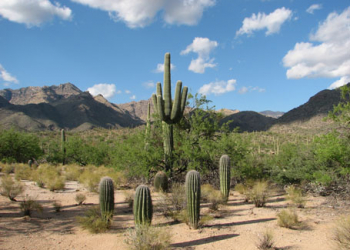 Caatinga encontra-se ameaçada e pode virar patrimônio nacional