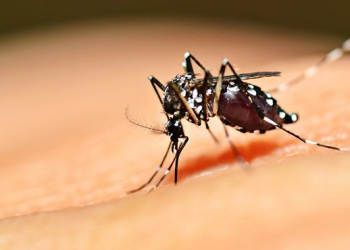 Bahia tem aumento de 60% em casos de dengue
