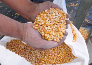 Seca: Bahia receberá 13 mil toneladas milho para alimentação animais