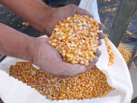 Seca: Bahia receberá 13 mil toneladas milho para alimentação animais