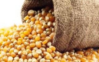 20 mil toneladas de milho chegarão à Bahia de navio